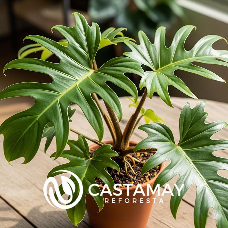 Philodendron nangaritense